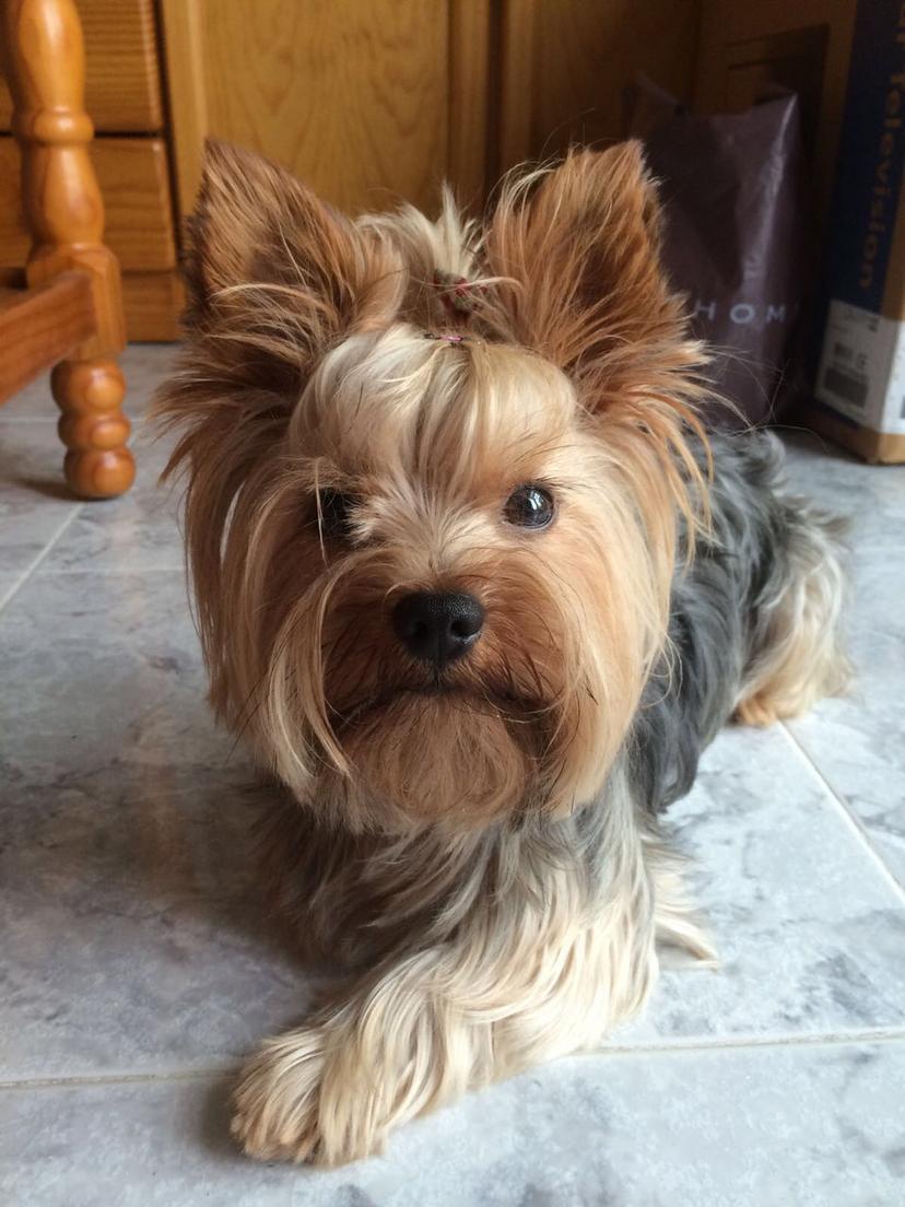 Yorkshire terrier