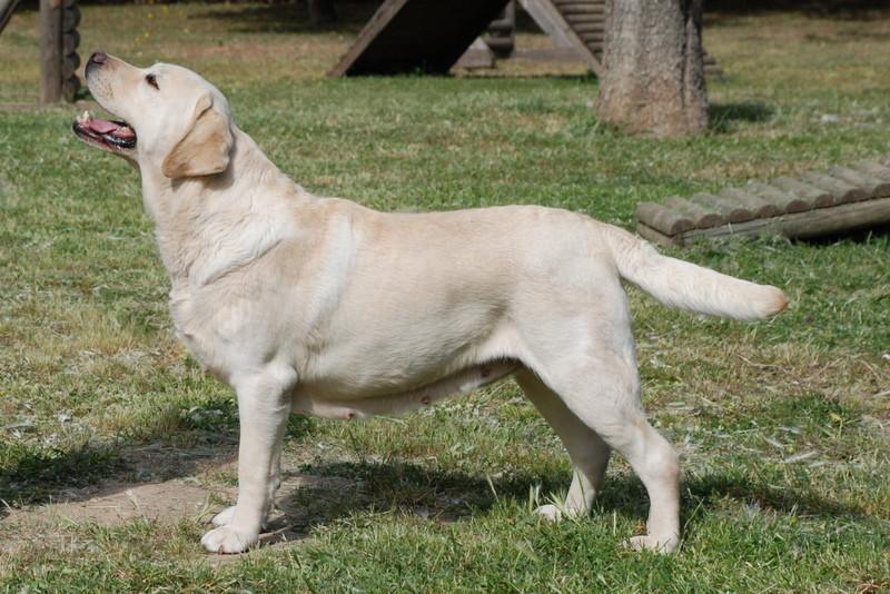 Perro labrador retriever