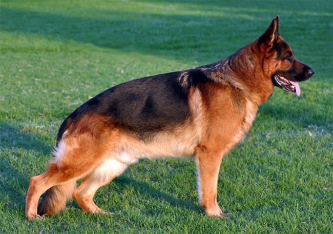 Perro pastor alemán